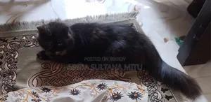 1+ year Female Purebred Persian