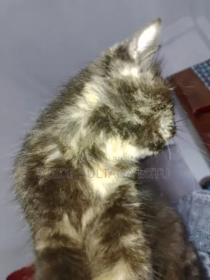 1+ year Female Purebred Persian
