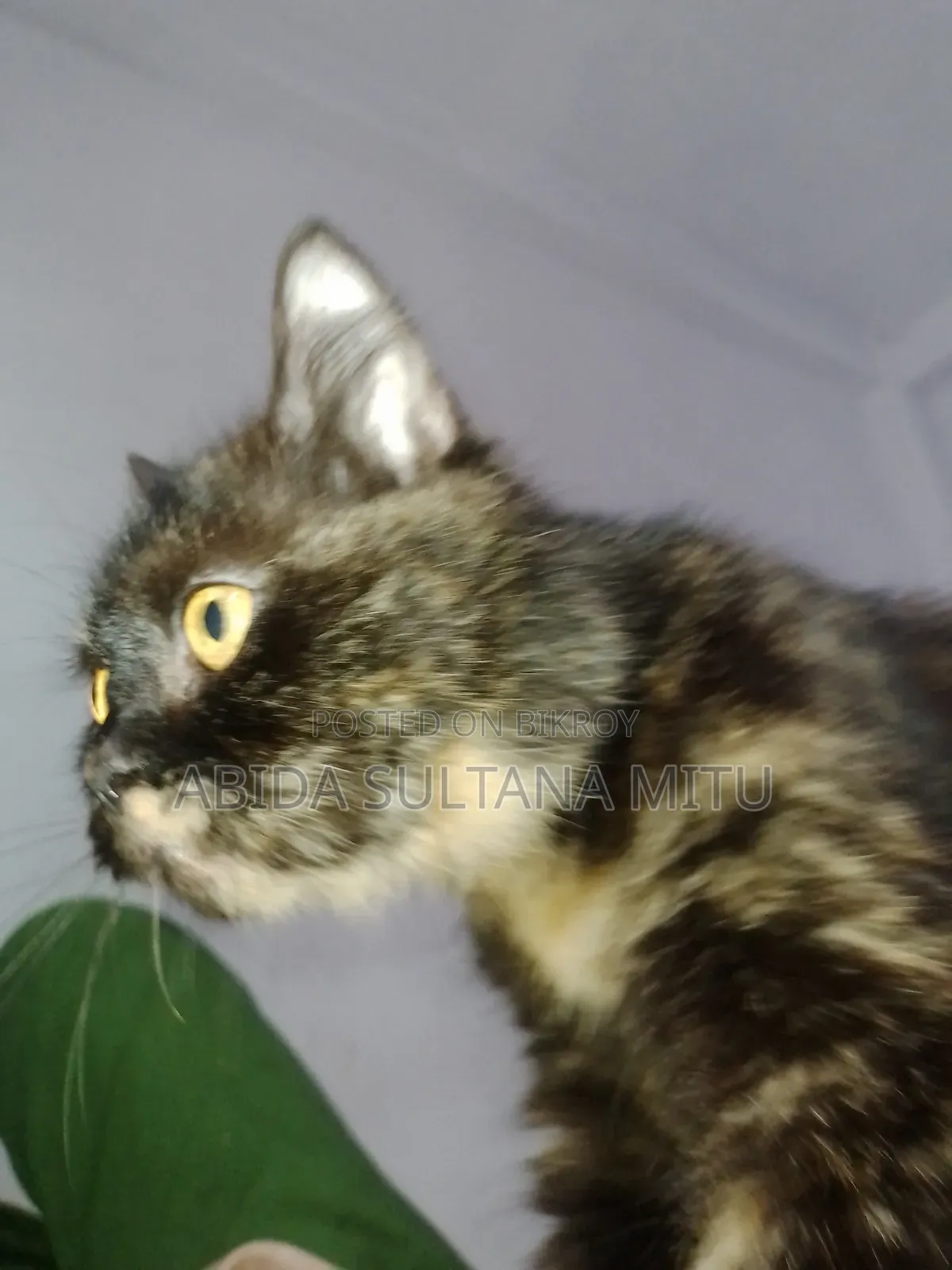 1+ year Female Purebred Persian