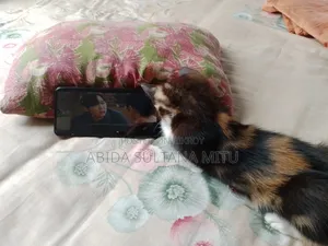 1-3 Months Female Mixed Breed Persian