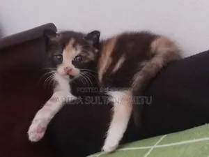 1-3 Months Female Mixed Breed Persian