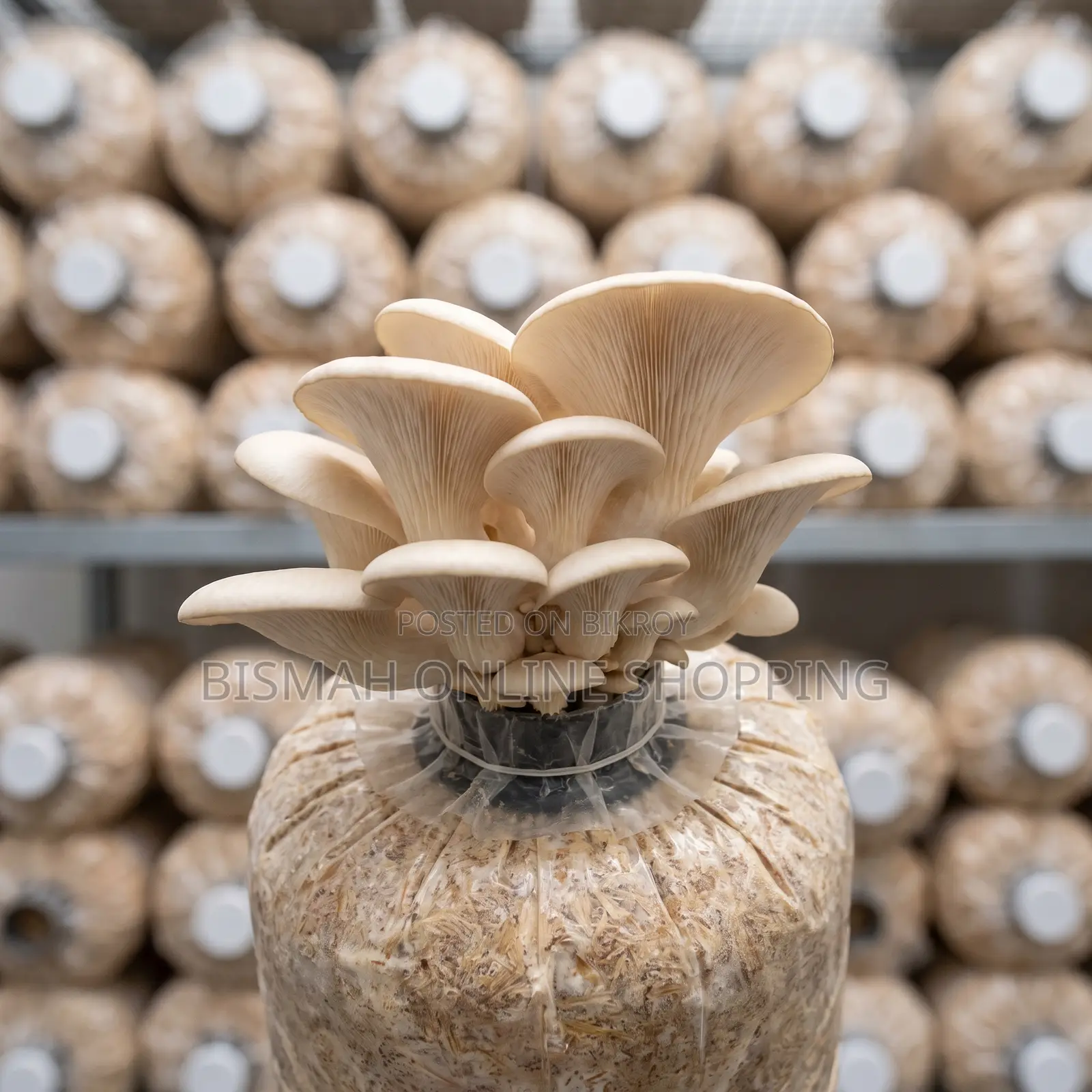 Fresh Oyster Mushroom | Fresh Mushroom | Home Delivery Dhaka