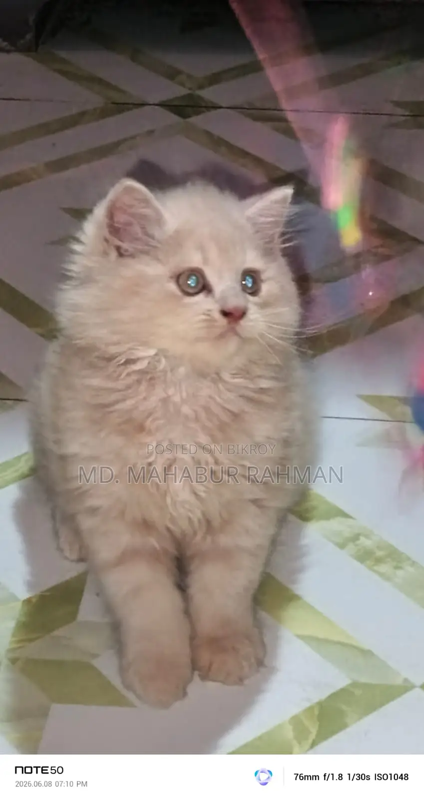 1-3 Months Male Purebred Persian