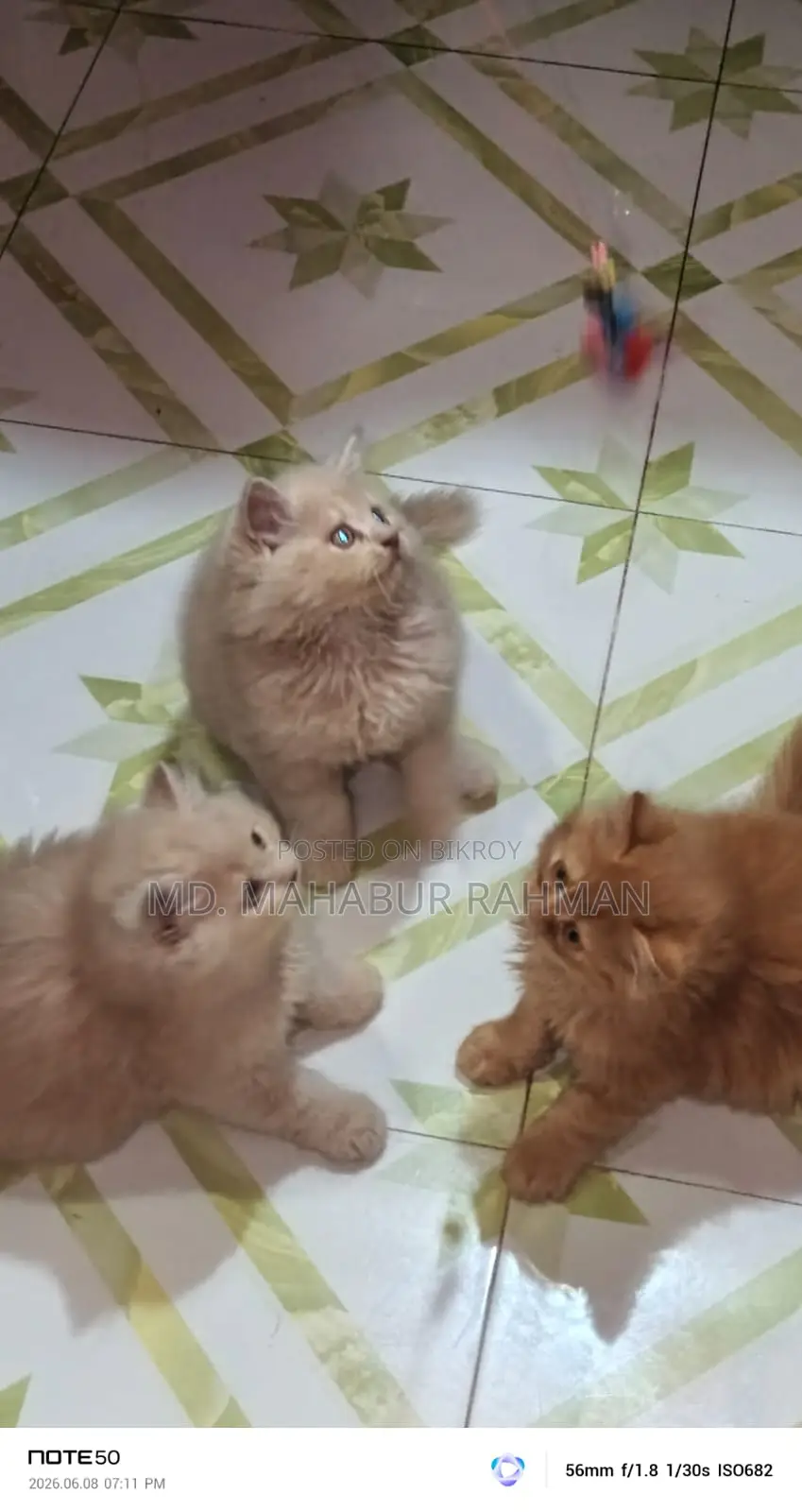 1-3 Months Male Purebred Persian