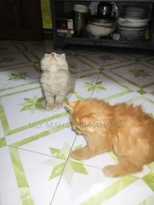 1-3 Months Male Purebred Persian