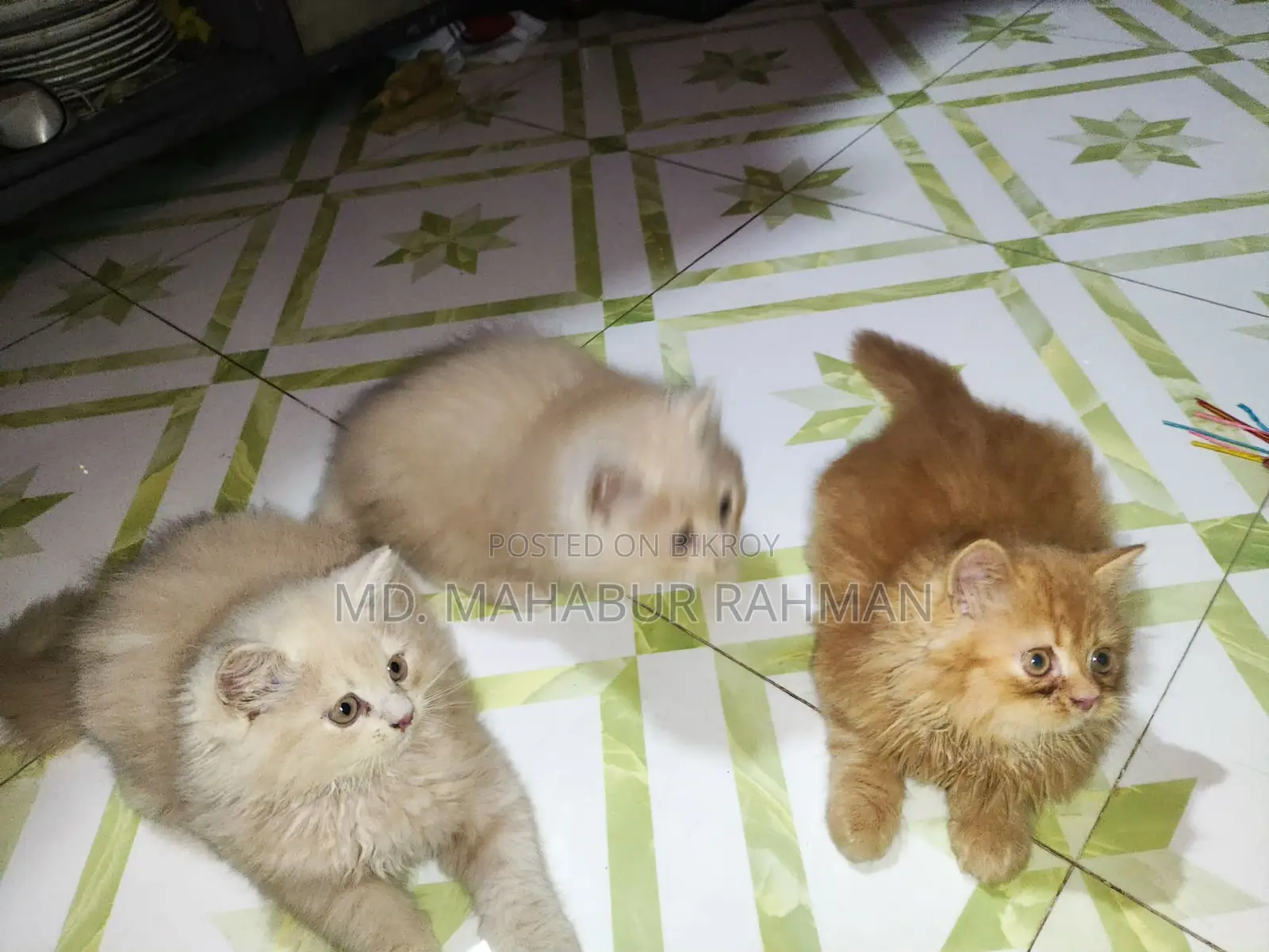 1-3 Months Male Purebred Persian
