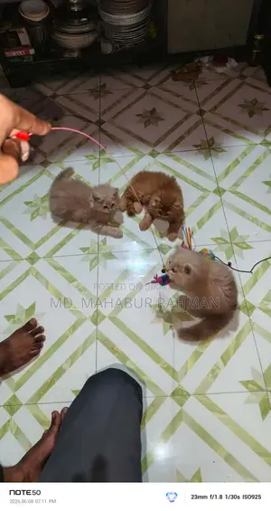 1-3 Months Male Purebred Persian