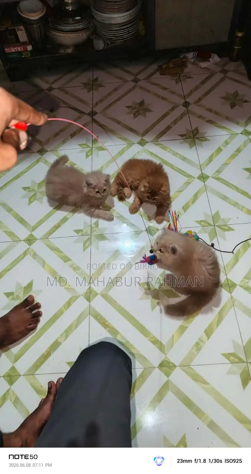 1-3 Months Male Purebred Persian