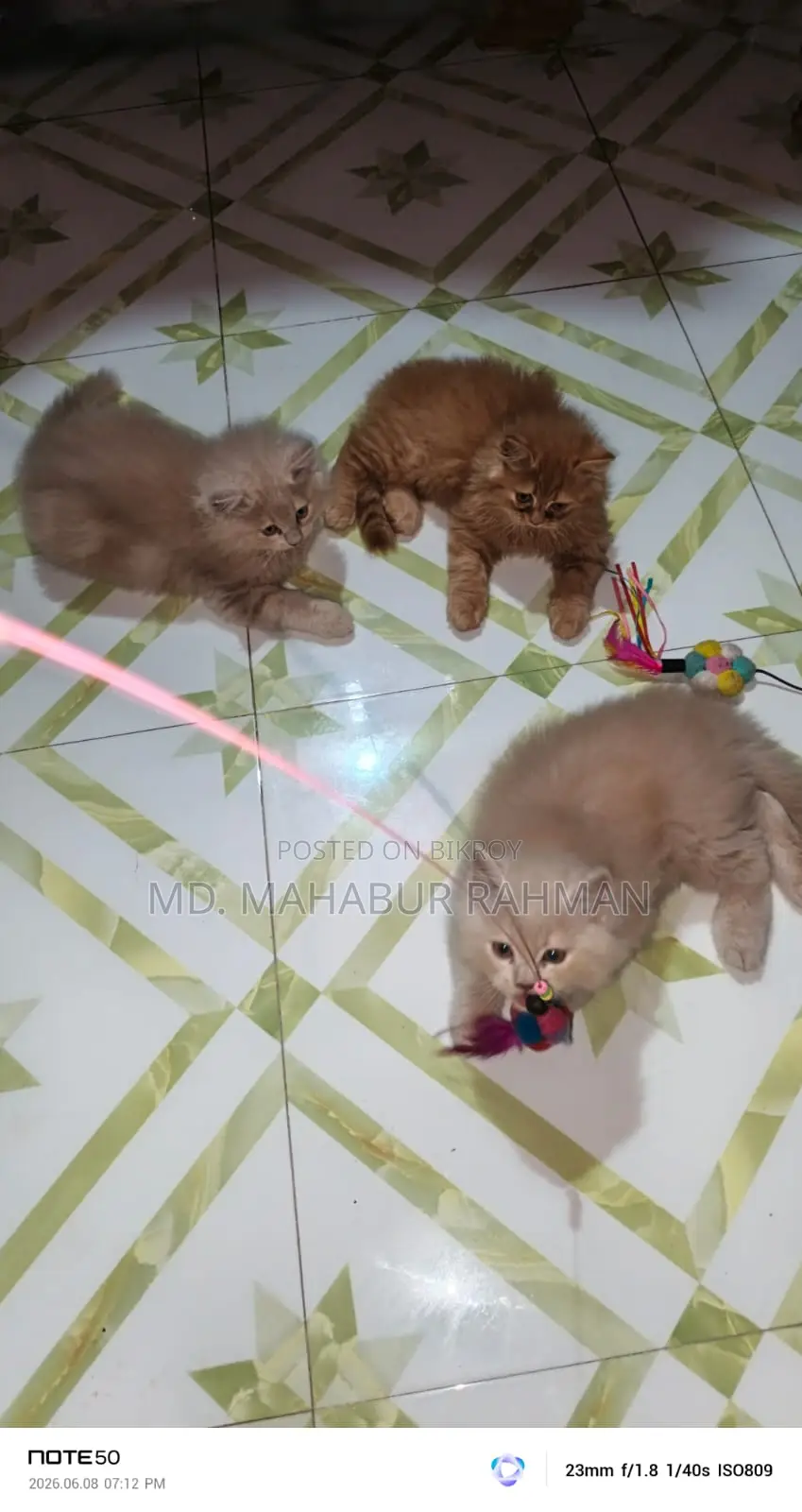 1-3 Months Male Purebred Persian