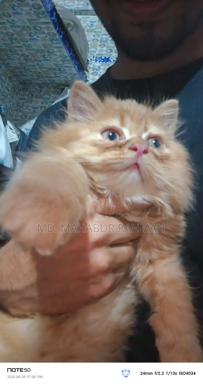 1-3 Months Male Purebred Persian