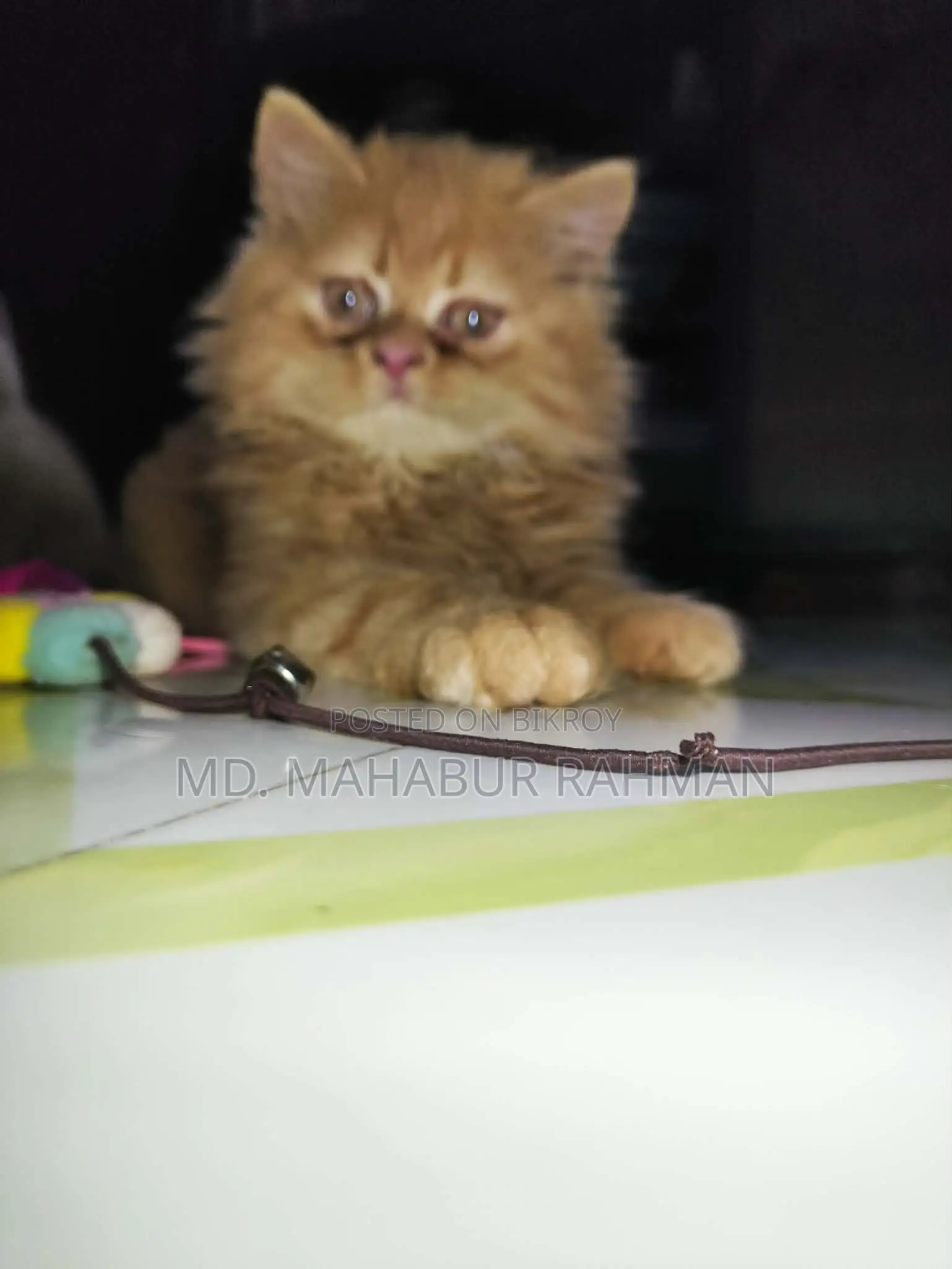 1-3 Months Male Purebred Persian