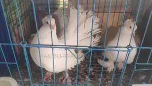 Lokkha Pigeons