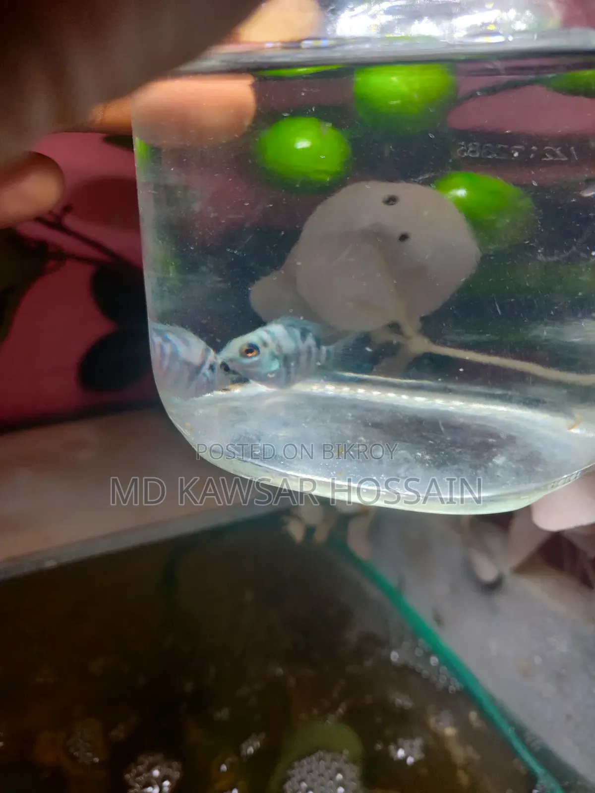 Active and Colorful Polar Parrot Fish for Sale