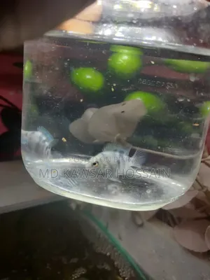 Active and Colorful Polar Parrot Fish for Sale