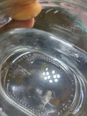 Active and Colorful Polar Parrot Fish for Sale