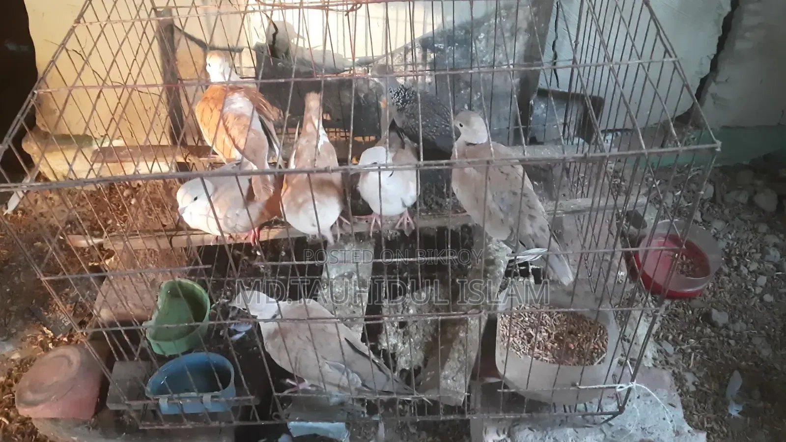Australian Dove Birds