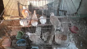 Australian Dove Birds