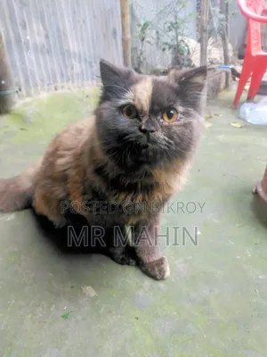 1+ Year Female Purebred Persian Cat