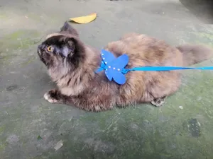 1+ Year Female Purebred Persian Cat