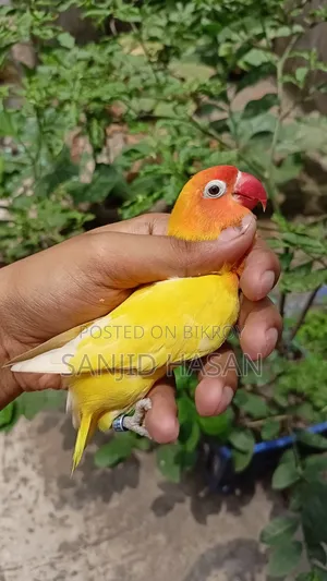 Yellow Fisher Love Bird