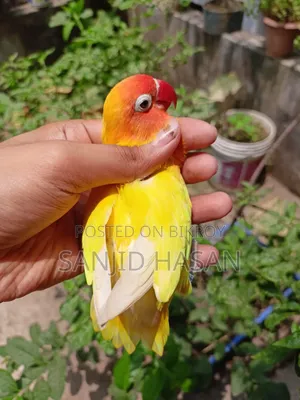 Yellow Fisher Love Bird