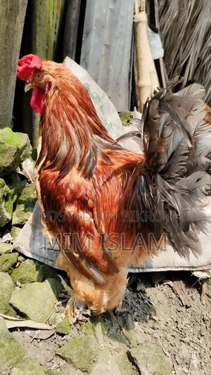 অরিজিনাল বাফ ব্রাহমার বীজ ডিম সেল হবে 