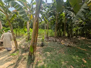 7.5 Katha Land for Sale (Near Charghat-Rajshahi)