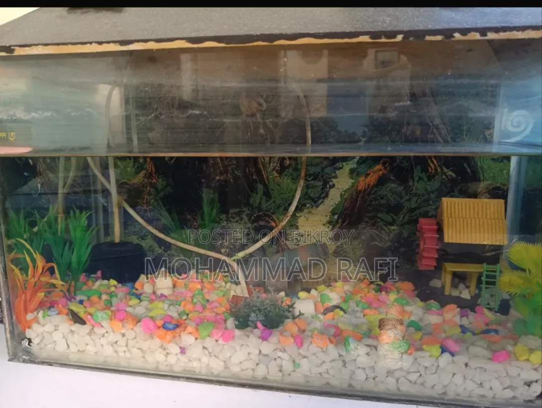 Mini Aquarium