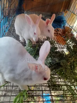 Will sell 3 rabbits together