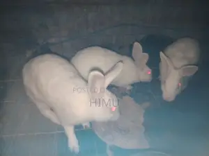 Will sell 3 rabbits together