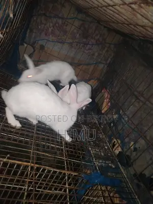Will sell 3 rabbits together