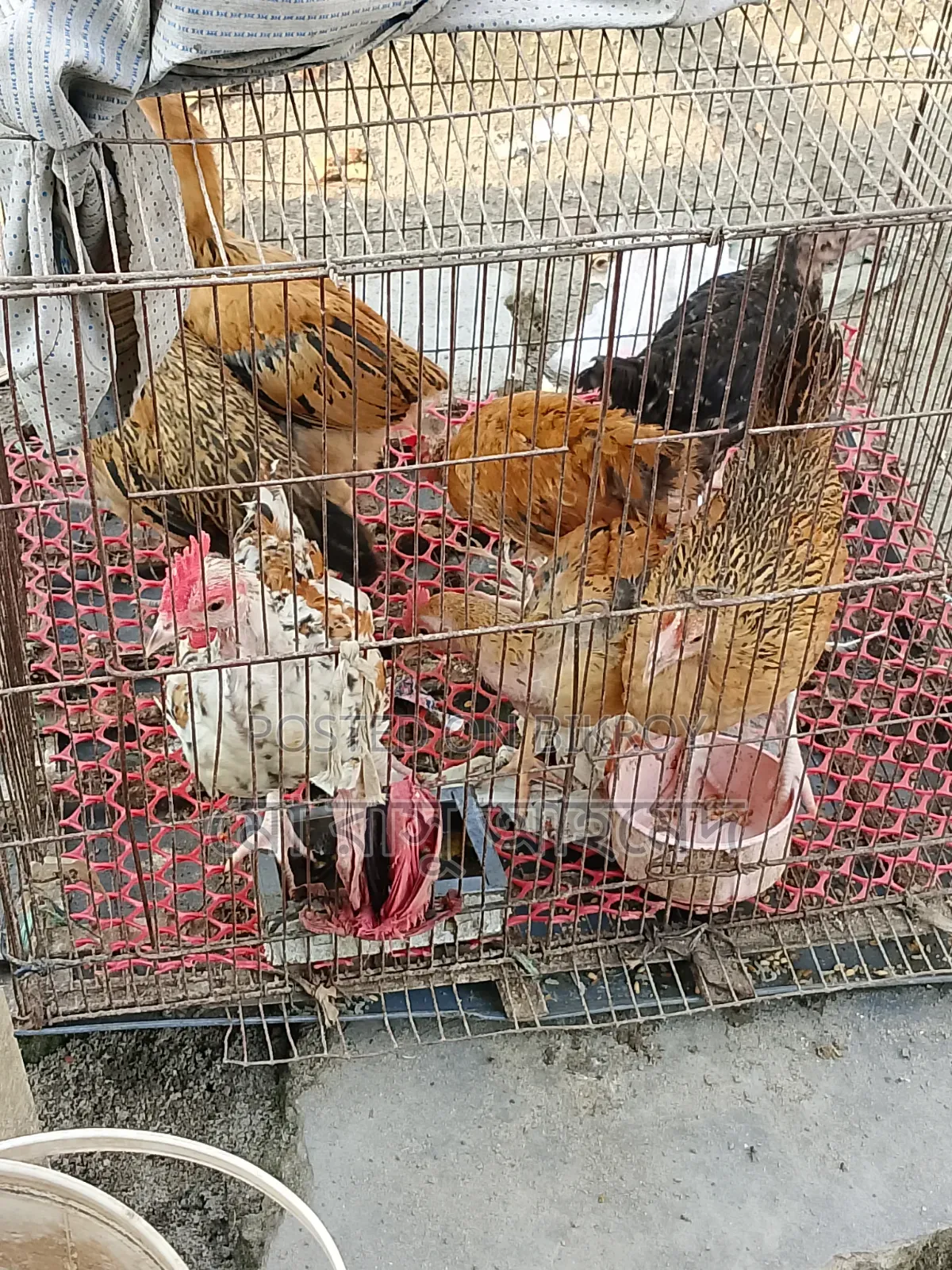 Native Chicken Chicks