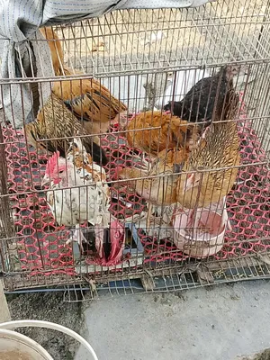 Native Chicken Chicks