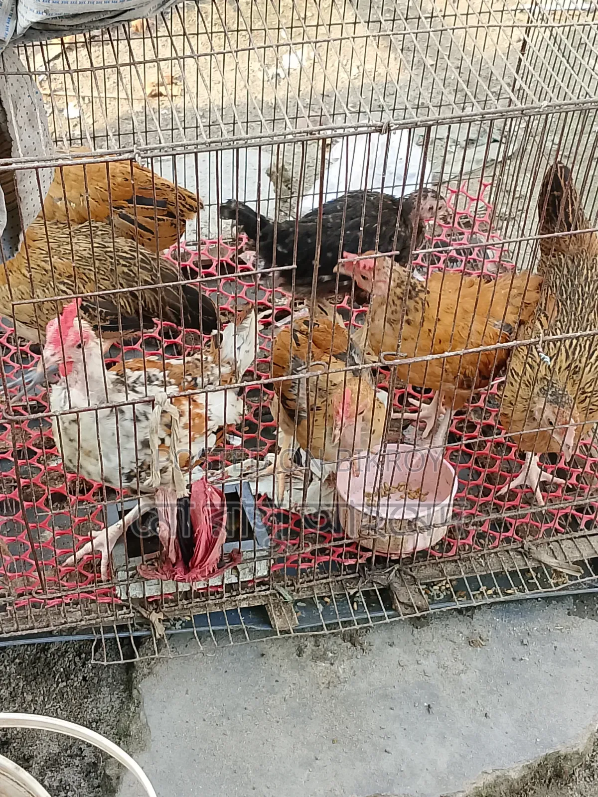 Native Chicken Chicks