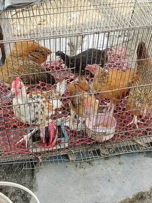 Native Chicken Chicks