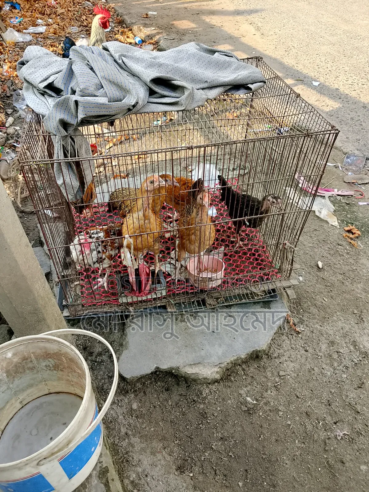 Native Chicken Chicks