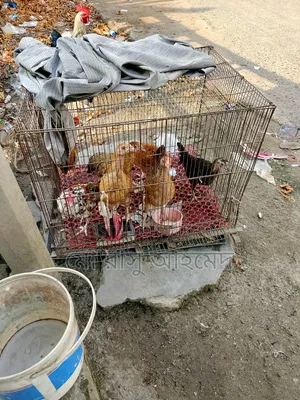 Native Chicken Chicks