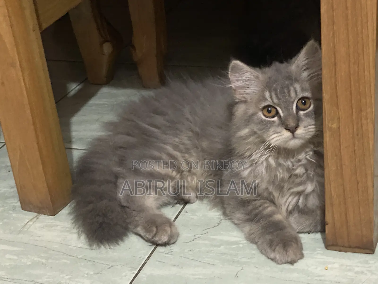 1-3 Months Male Purebred Persian