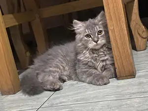 1-3 Months Male Purebred Persian