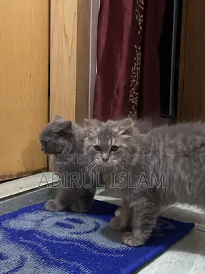1-3 Months Male Purebred Persian