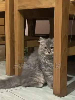 1-3 Months Male Purebred Persian