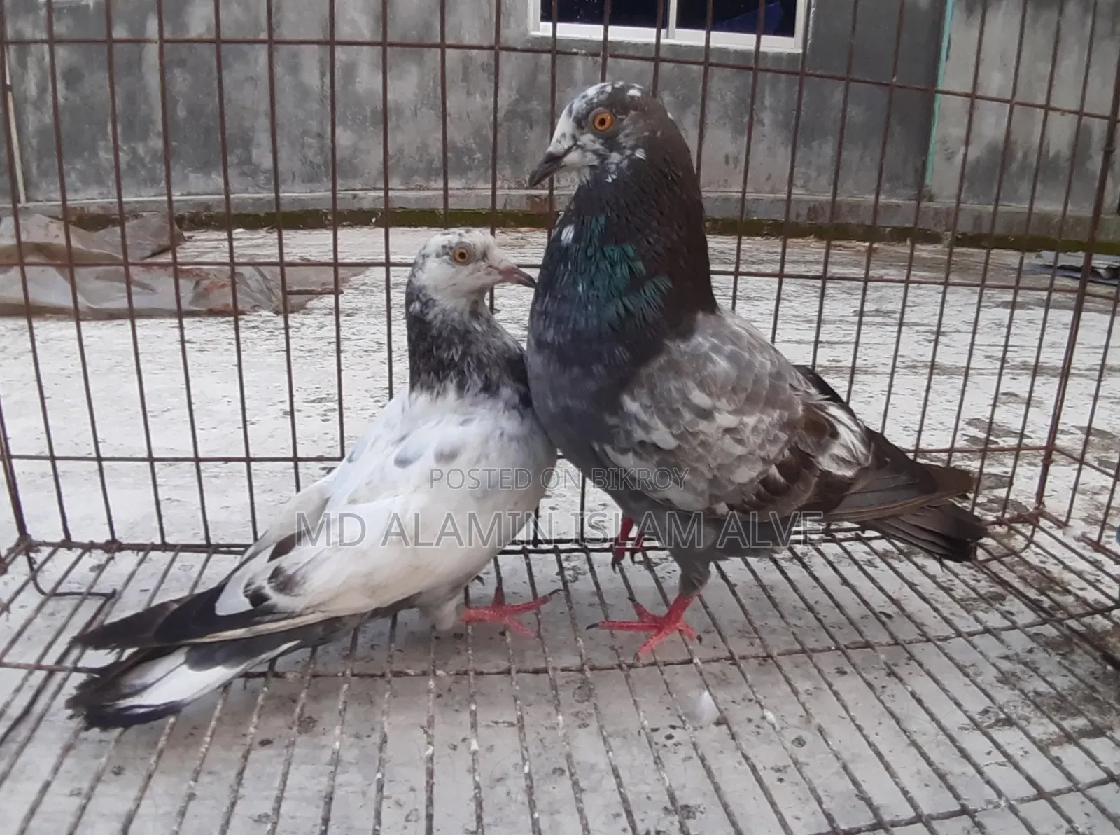 Bangla Pigeon