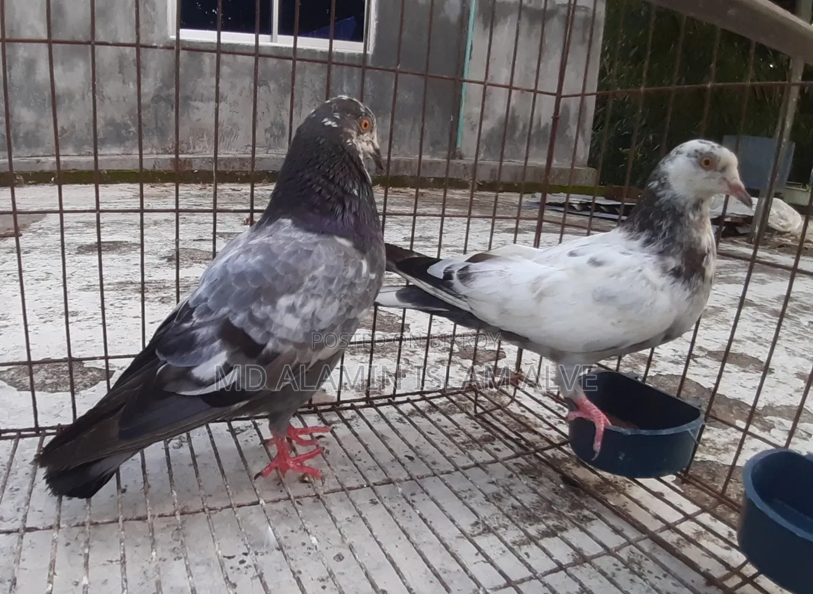 Bangla Pigeon