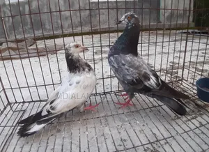 Bangla Pigeon