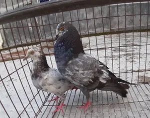 Bangla Pigeon