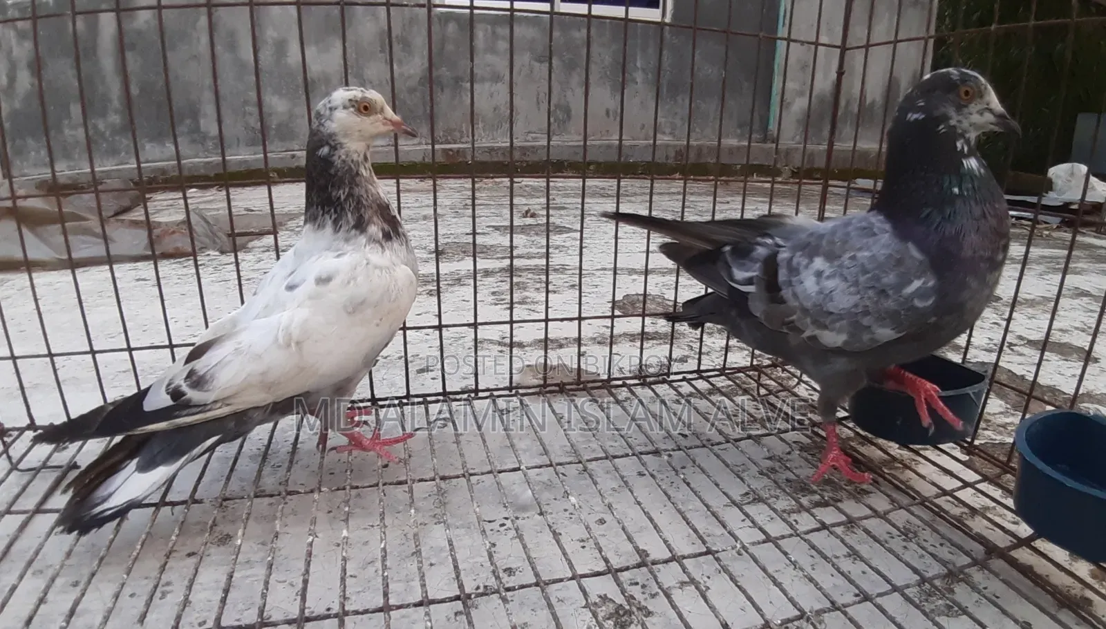 Bangla Pigeon