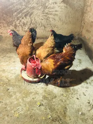 Tiger Chicken
