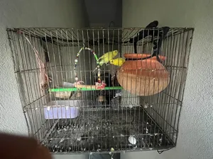 বাজরিগার পাখি