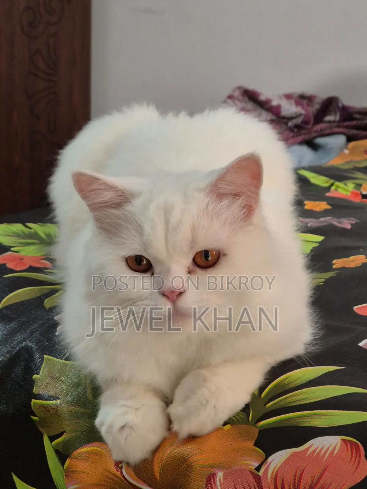 6-12 months Male Purebred Persian