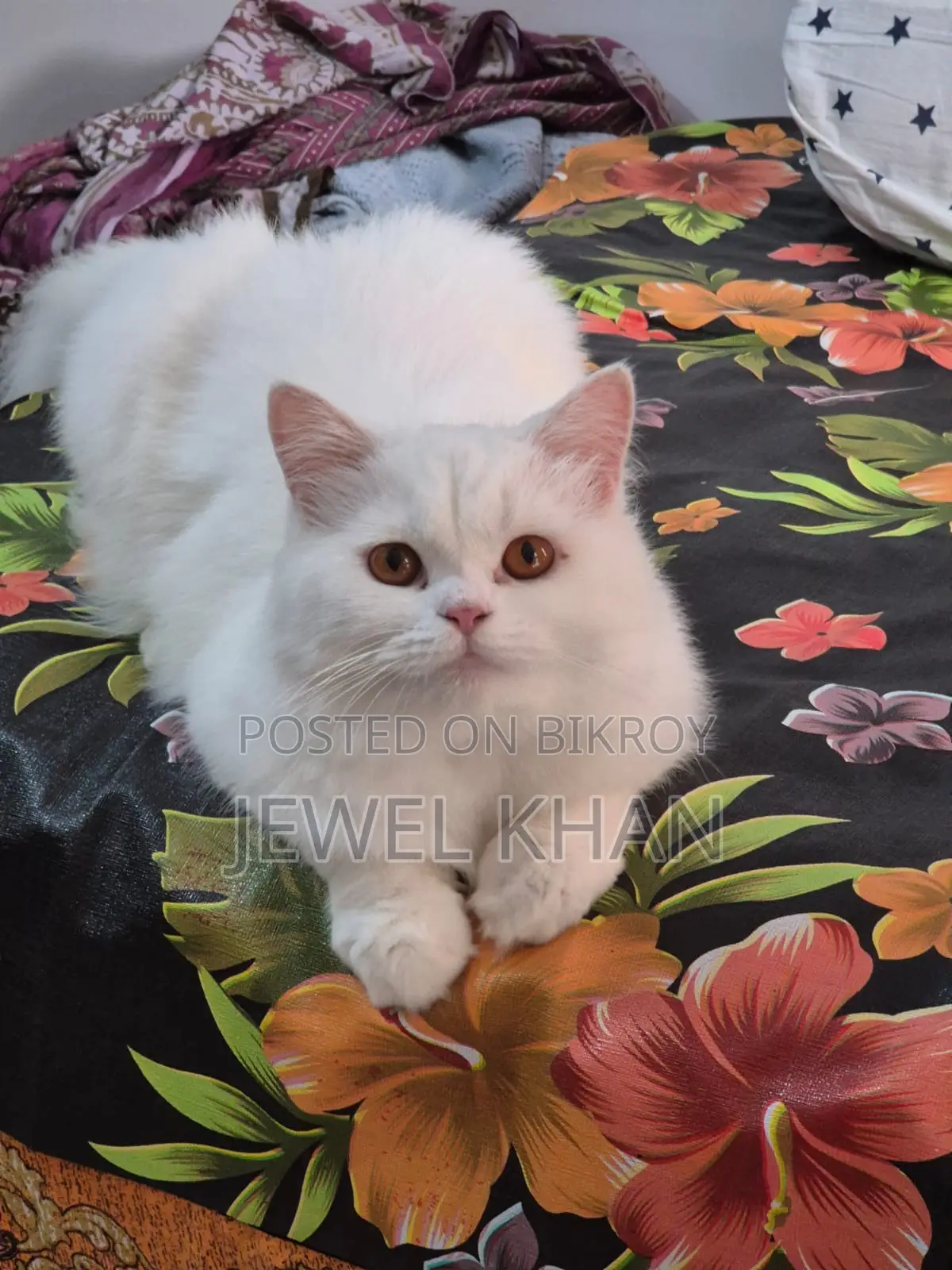 6-12 months Male Purebred Persian